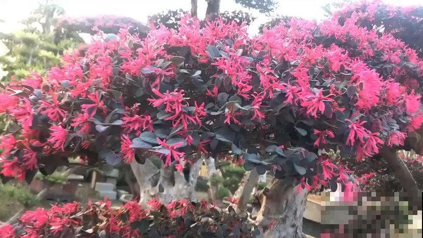 开花超好看的红檵木,开花红得发紫,像锦带一样美 开花超好看的红檵木,开花红得发紫,像锦带一样美