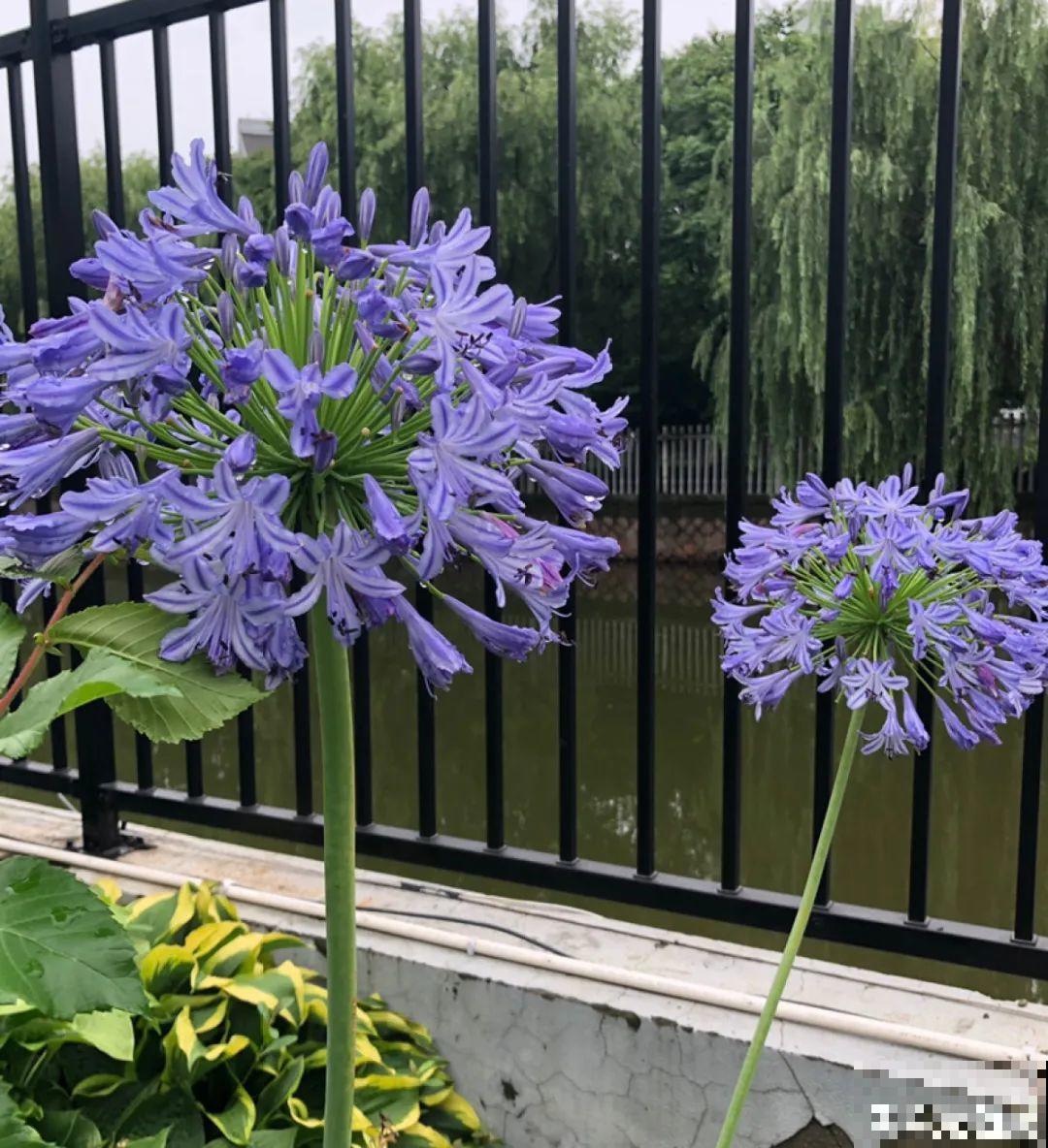 9月生日花，又美又香，寓意极好！