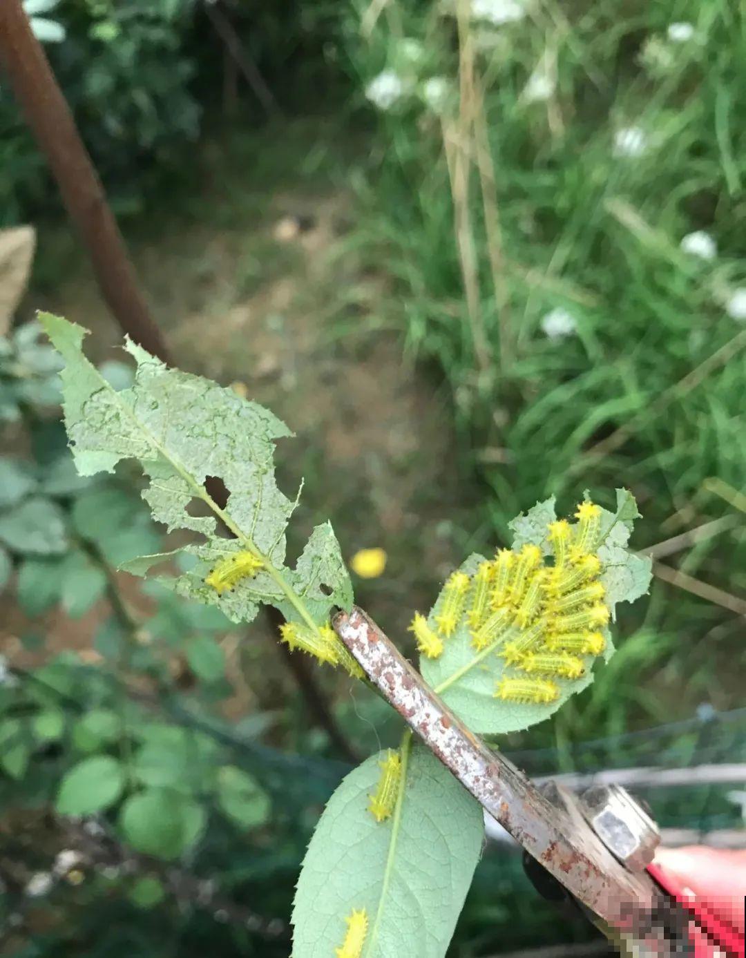 秋天虫子泛滥，不注意预防，家里的花都遭殃！