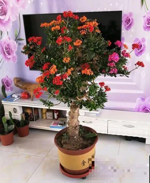 嫁接达人,玉树嫁接长寿上,花友直呼内行! 嫁接达人,玉树嫁接长寿上,花友直呼内行!