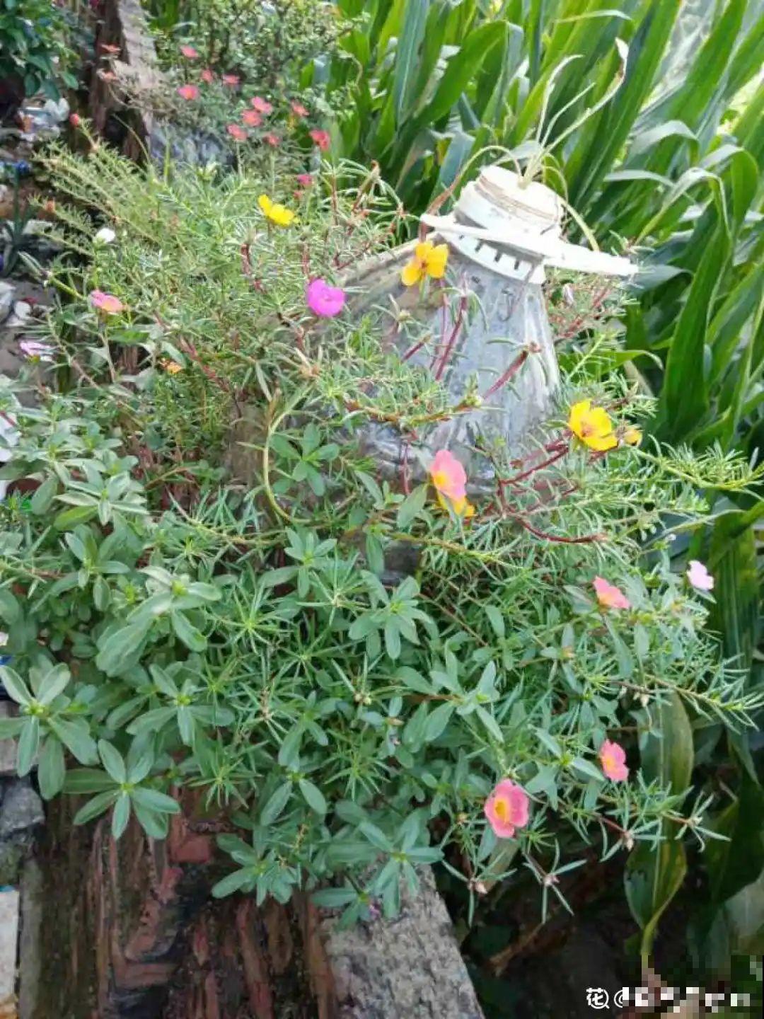 塑料瓶养花真省钱,戳个洞就行,种上吊兰长得超旺 塑料瓶养花真省钱,戳个洞就行,种上吊兰长得超旺