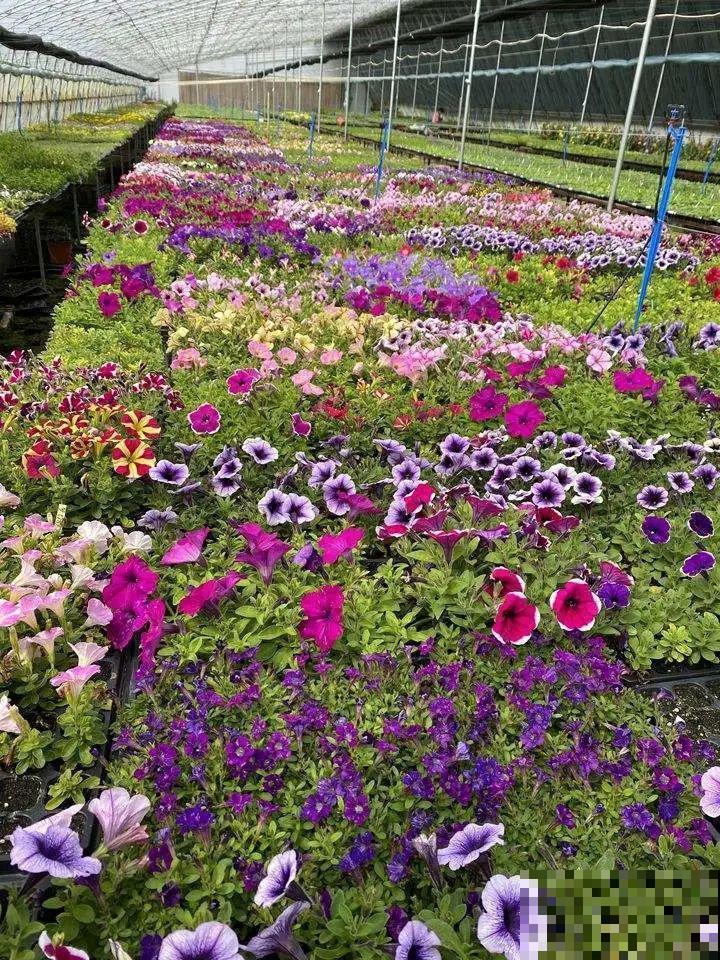 9月后就养这些花,比绿萝好养,疯狂开花到明年! 9月后就养这些花,比绿萝好养,疯狂开花到明年!