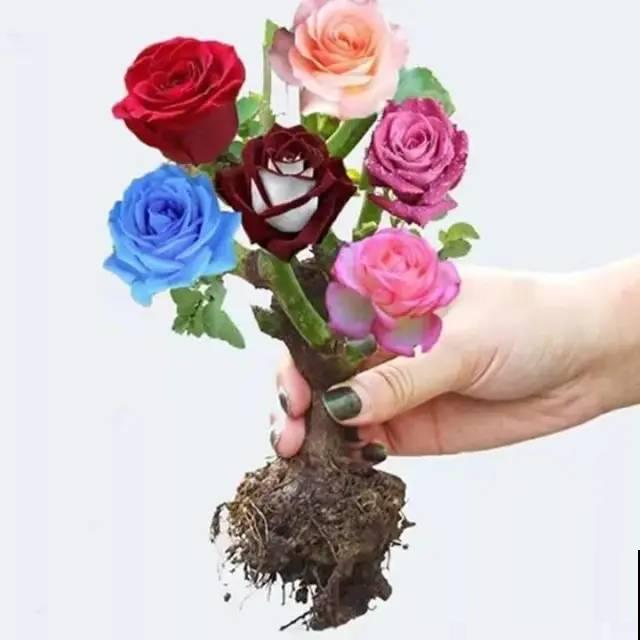 7种花,全是骗人的,白花冤枉钱! 7种花,全是骗人的,白花冤枉钱!