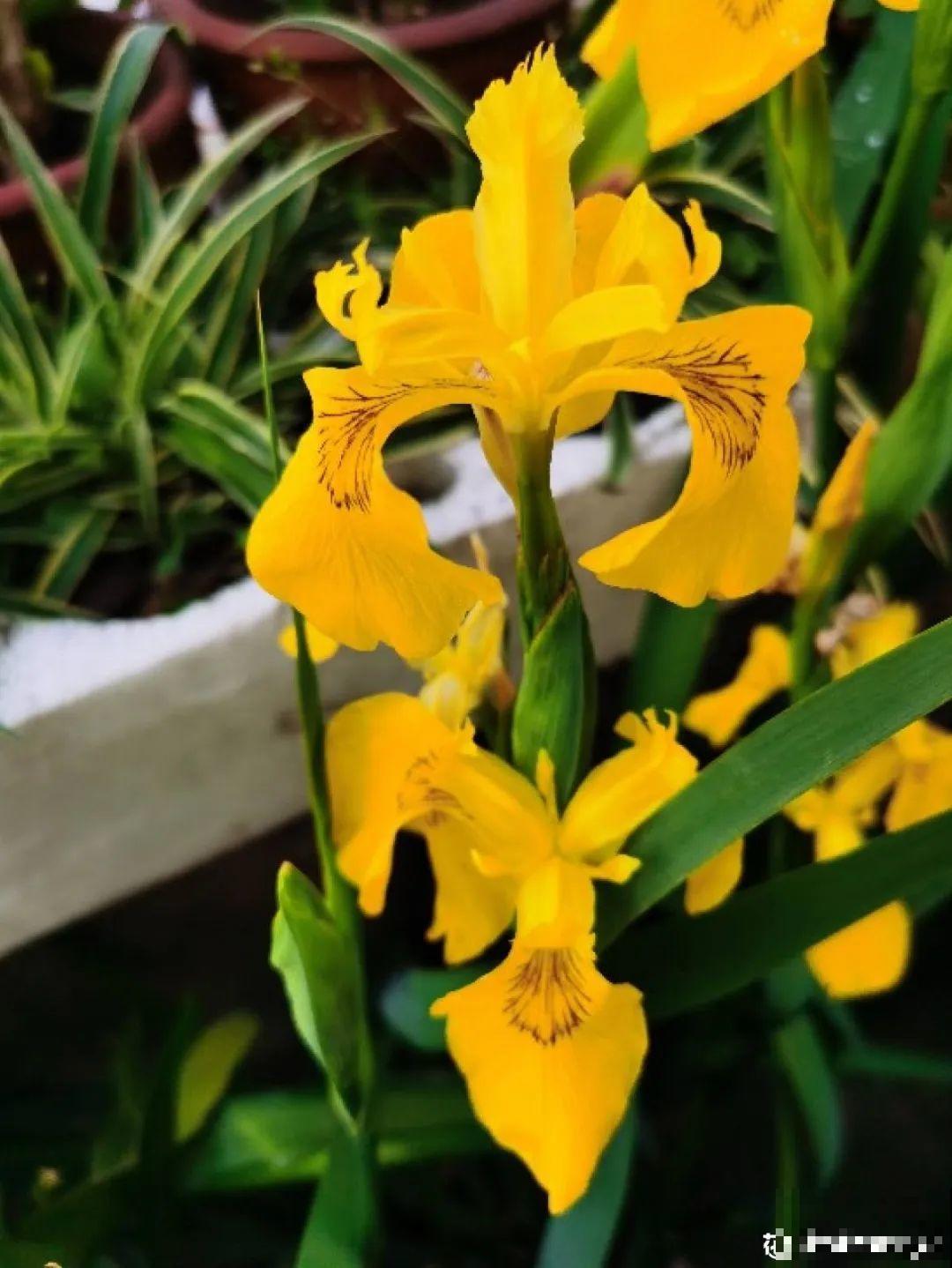 10种耐阴花，放在角落里，开花长成大树！