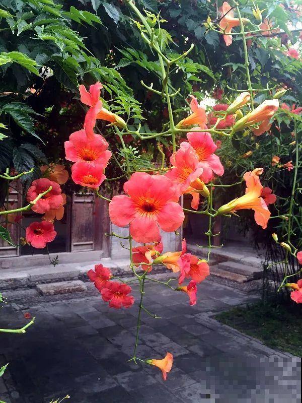 4种花就是吸血鬼，不能被缠上，否则死翘翘