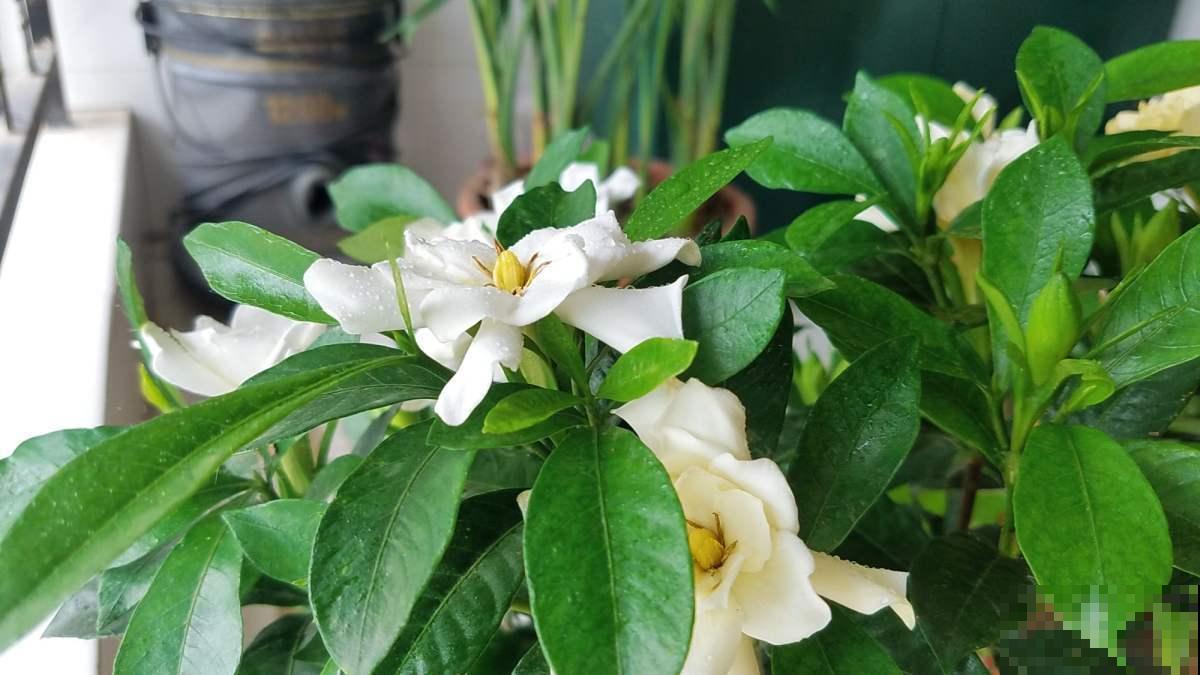 喜好酸口的5种花，无酸不欢，加点醋长爆盆！