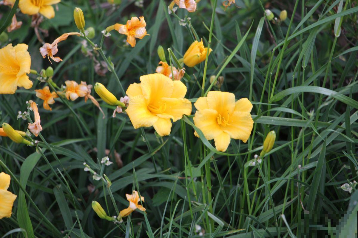 萱草不开花?做好这6点,小黄花开满园! 萱草不开花?做好这6点,小黄花开满园!