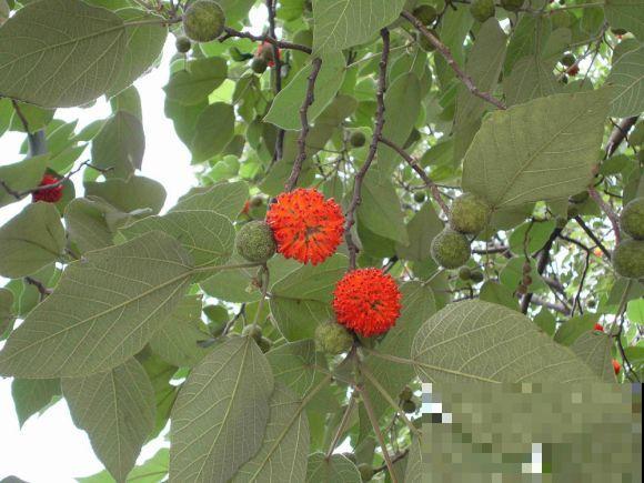 构树全身都是宝,花穗和果子都能吃,叶子还能洗碗! 构树全身都是宝,花穗和果子都能吃,叶子还能洗碗!