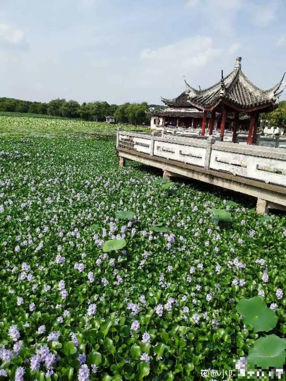 现在养风雨兰,大雨一淋,花开爆盆! 现在养风雨兰,大雨一淋,花开爆盆!