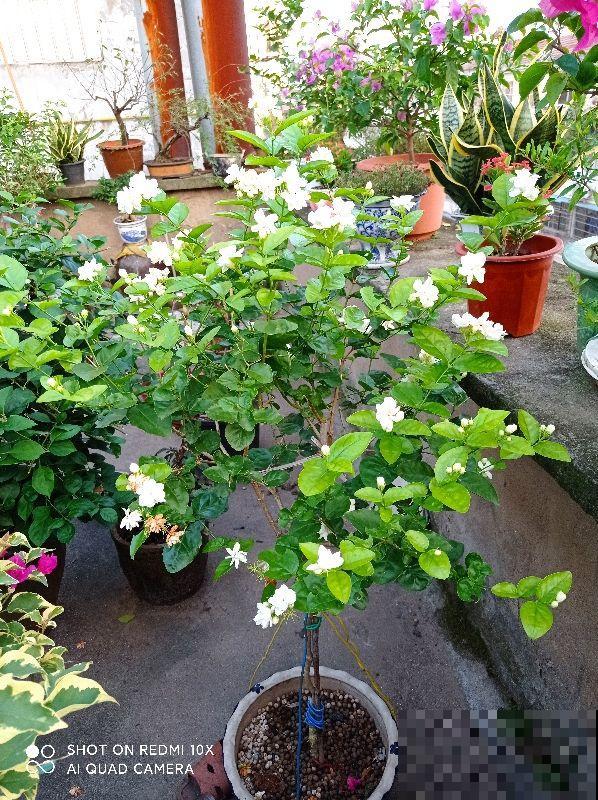 多肉度夏后，剪一刀消消毒，安全度过秋老虎