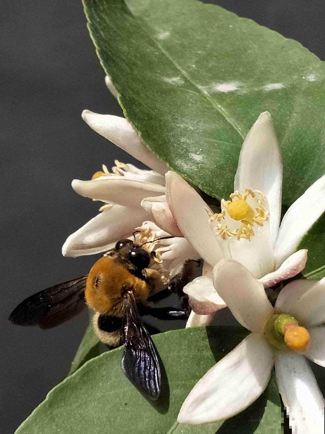 屋里养盆香水花，满屋子香喷喷，还能杀菌消毒