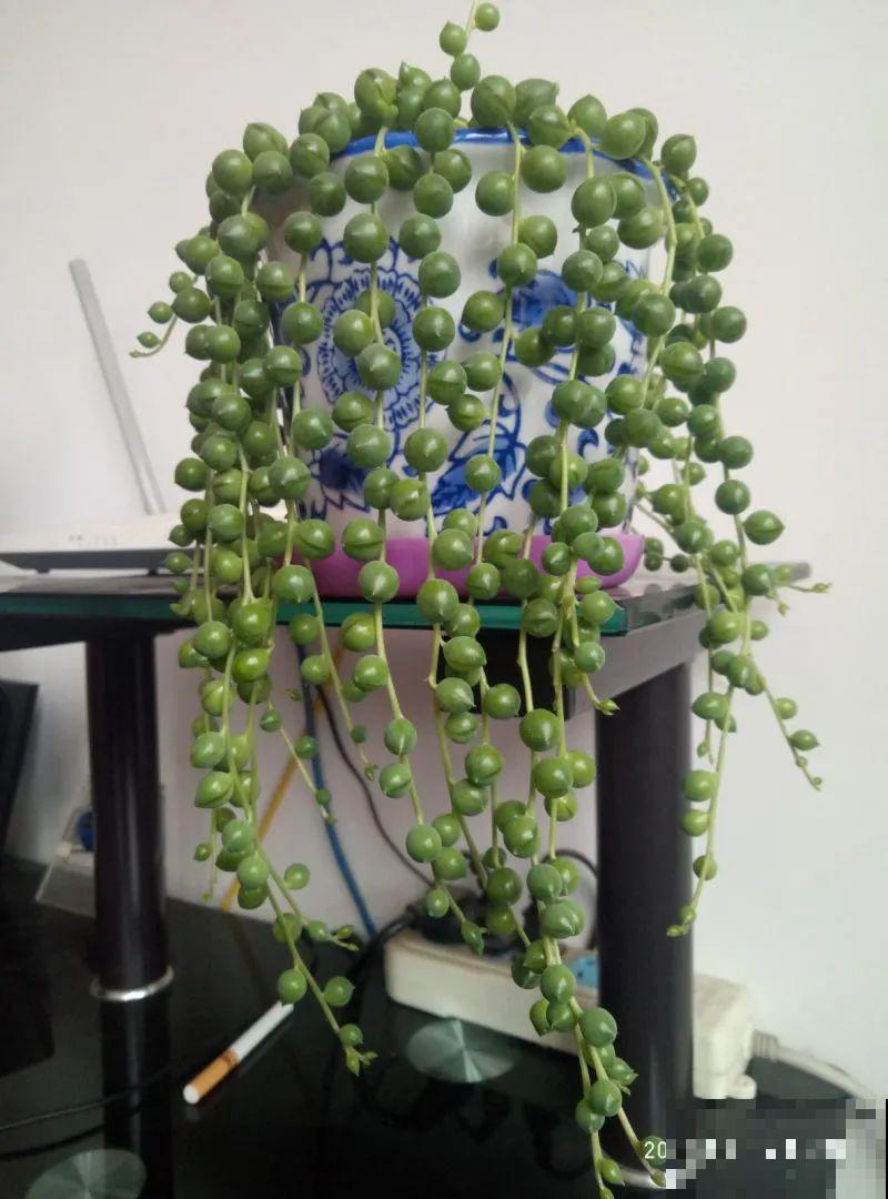 龟背竹长出长鞭子，连着茎一块砍下来，种土里就能活