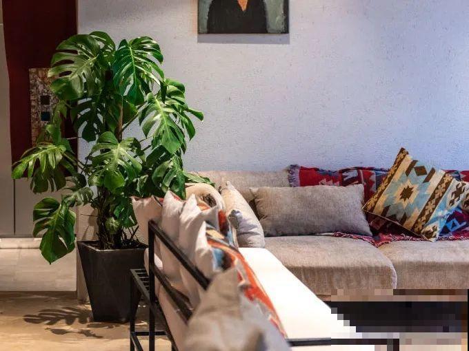 24种植物“净化器”,每个房间养一盆,太值了! 24种植物“净化器”,每个房间养一盆,太值了!