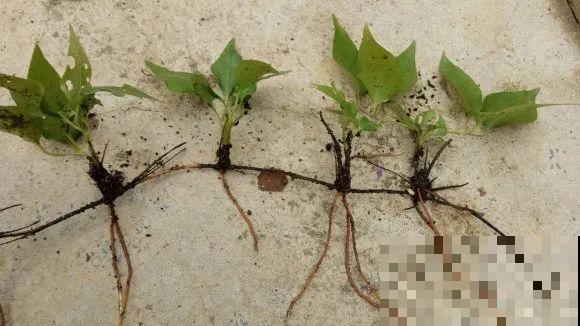 扦插有啥难？1根吸管，插活6盆花，太简单了！