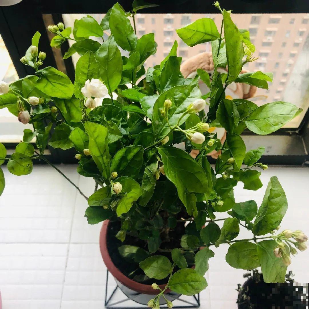 公认难养的花,养一盆死一盆,从来没有养活过! 公认难养的花,养一盆死一盆,从来没有养活过!