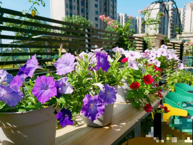 浇水时注意一个细节,花喝了长得超快,大白根又密又壮! 浇水时注意一个细节,花喝了长得超快,大白根又密又壮!