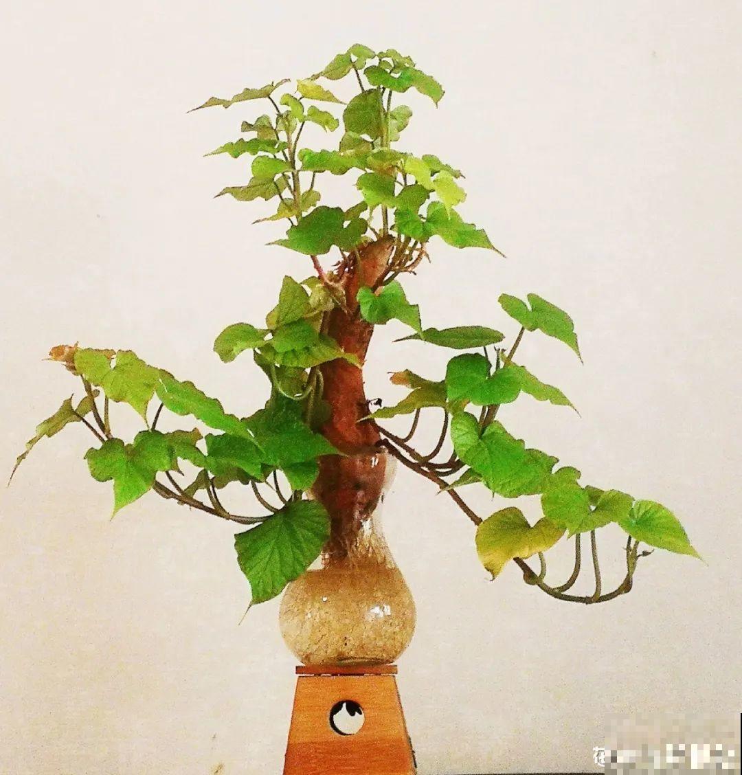 玉米地瓜，放久了自动变成盆栽，太好活了吧？