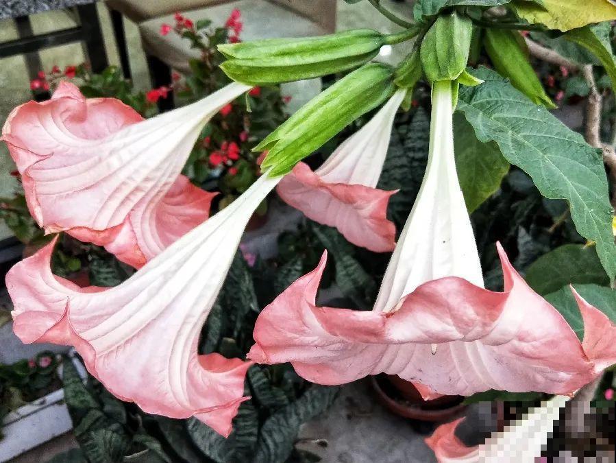 20种有毒花,出门别乱摘,有小孩的特别注意 20种有毒花,出门别乱摘,有小孩的特别注意