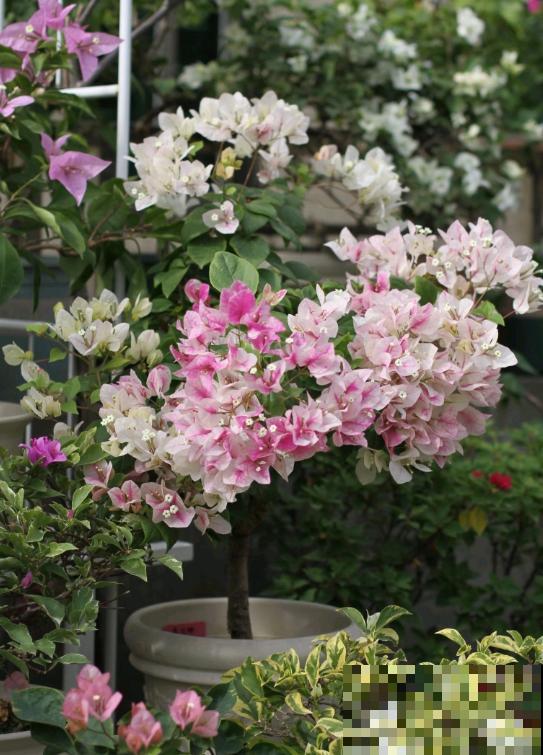 20平的小楼顶，养了100多盆三角梅，花团锦簇美不胜收！