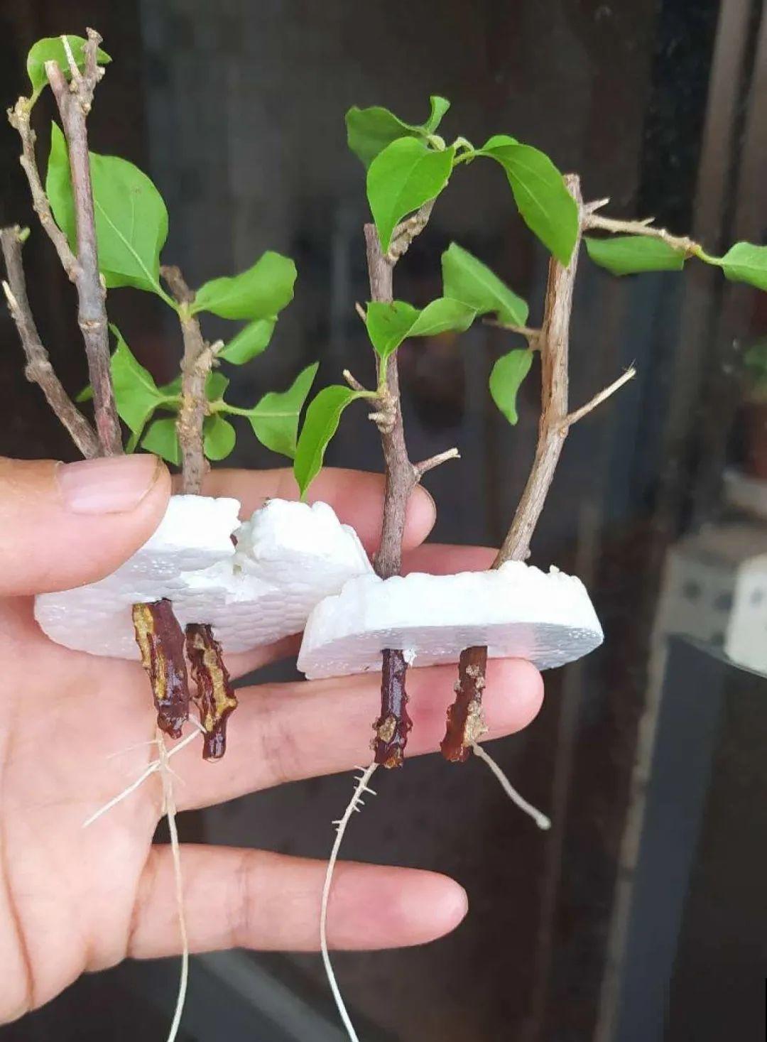 你扔的花,我捡回家,半个月起死回生! 你扔的花,我捡回家,半个月起死回生!