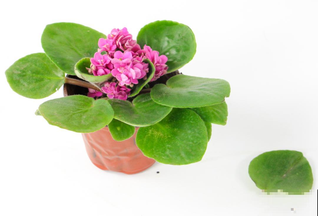 绿萝养腻了,换成非洲紫罗兰,1年有10个月花期! 绿萝养腻了,换成非洲紫罗兰,1年有10个月花期!