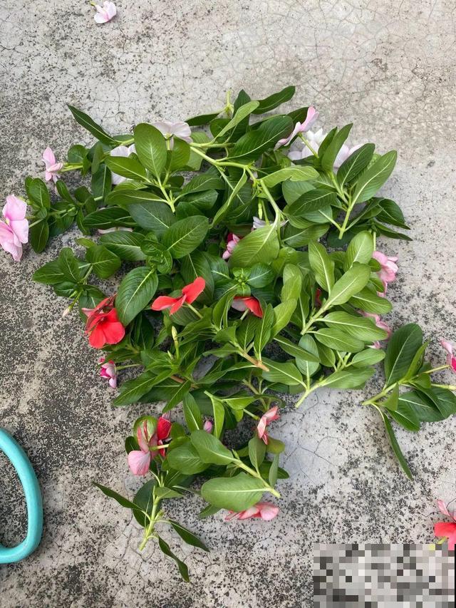 8种花要舍得掐,才能越长越旺盛 8种花要舍得掐,才能越长越旺盛