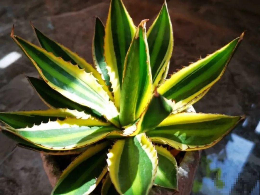 24种植物“净化器”,每个房间养一盆,太值了! 24种植物“净化器”,每个房间养一盆,太值了!