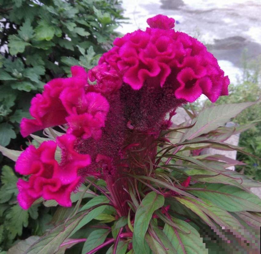 鸡冠花这么养，一开就是一大朵，特霸气！