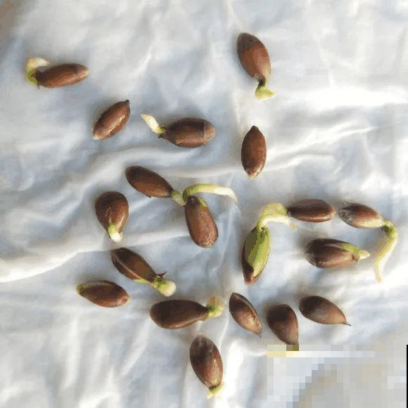 西红柿、玉米……埋土里，7天长成小森林，结出果子一大筐！