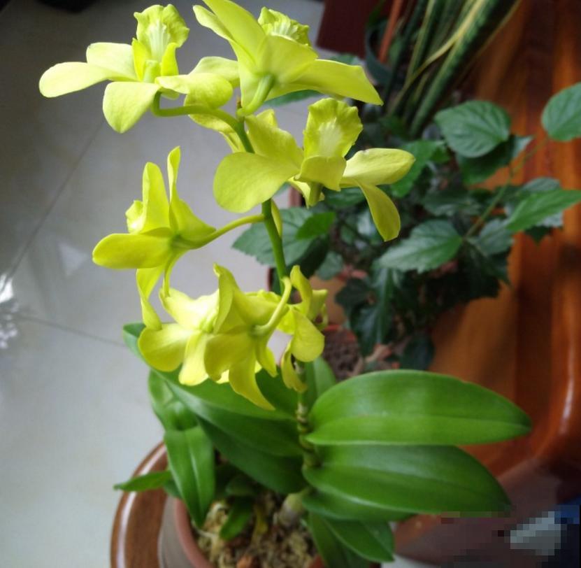 小众盆栽云南铁皮，把“黄金”种到家里，值大了！