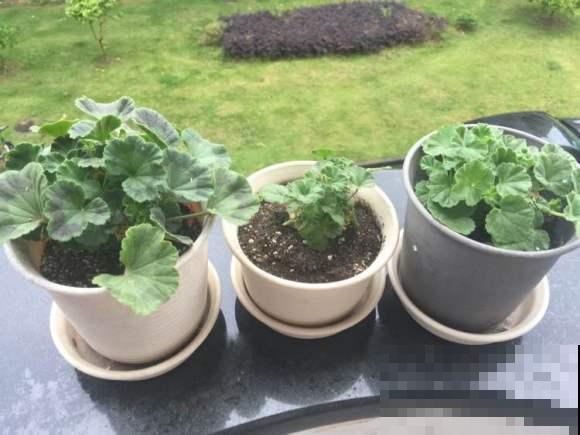 秋天养花就得折腾,修剪换盆施肥,一个工作都不能少! 秋天养花就得折腾,修剪换盆施肥,一个工作都不能少!