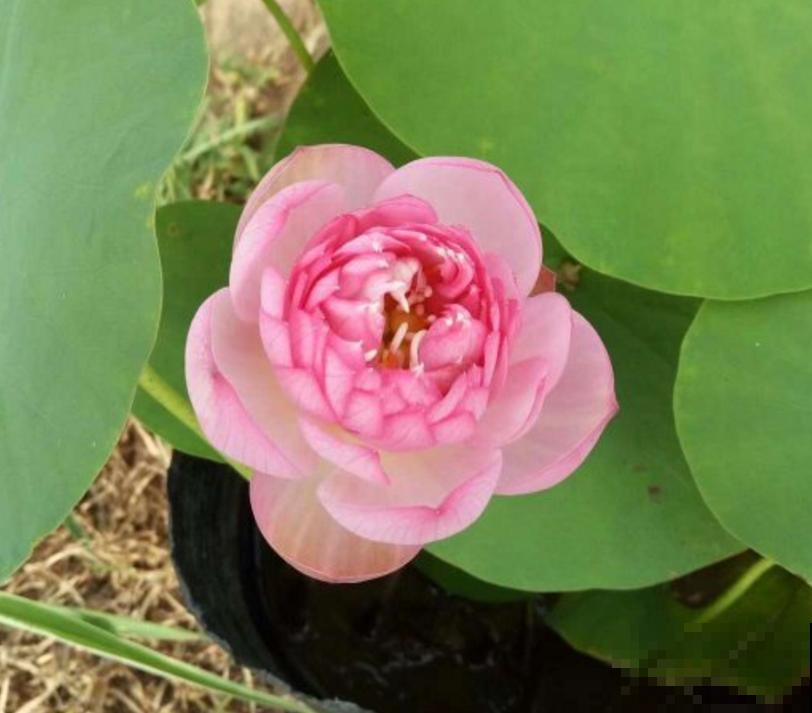 养碗莲的5个要点，简单好学，花朵一开就是满碗！