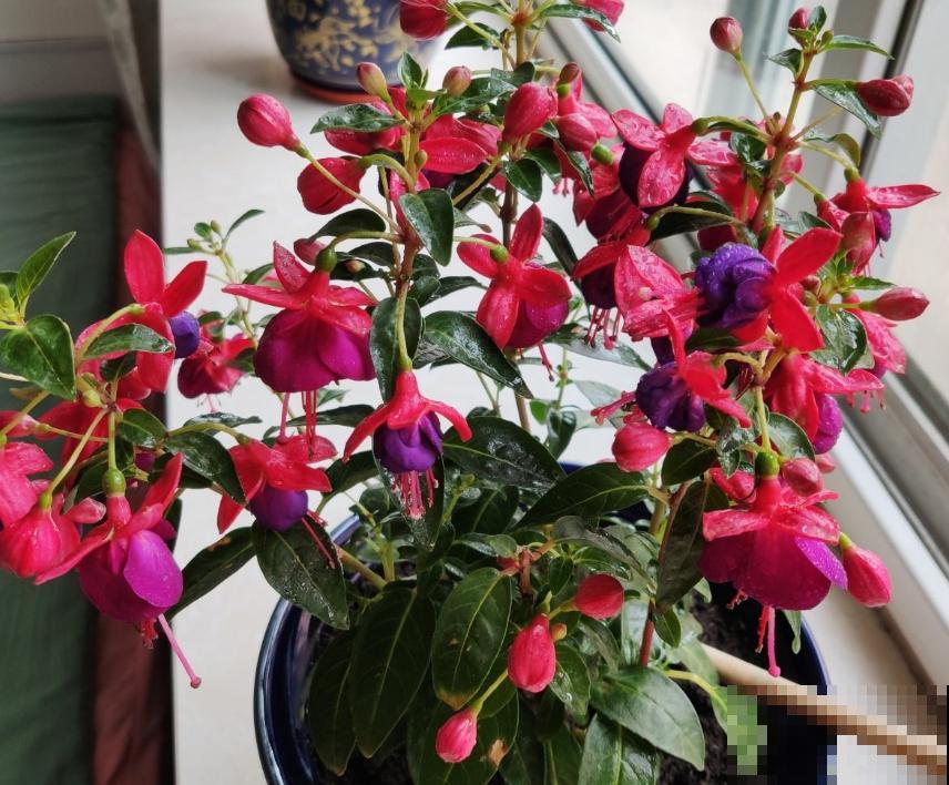 最适合各个地方养的花，快看你的家乡，适合养哪些花！