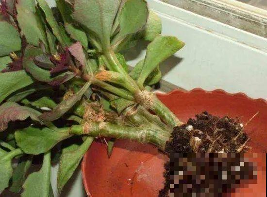 这花千万别换盆，小心一换就死！