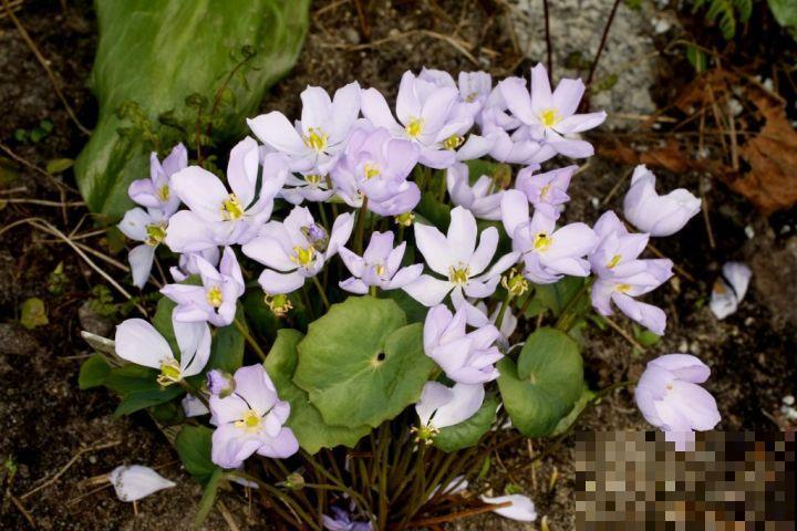 9种罕见又美妙的植物,你要认识一种,我都承认你厉害! 9种罕见又美妙的植物,你要认识一种,我都承认你厉害!