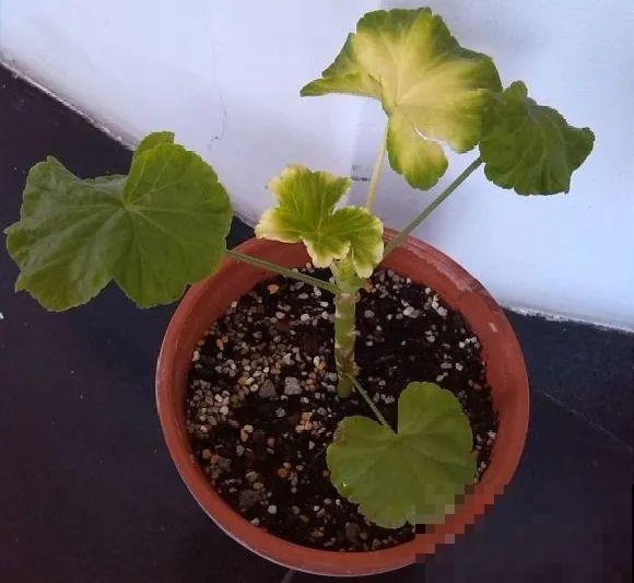 公认难养的花,养一盆死一盆,从来没有养活过! 公认难养的花,养一盆死一盆,从来没有养活过!