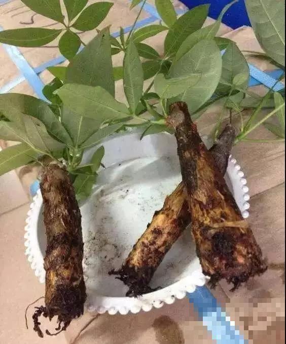 换盆有讲究,不能乱来,伤到根部就惨啦! 换盆有讲究,不能乱来,伤到根部就惨啦!