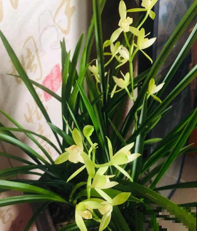 兰花入手的最佳时期,选这6个品种,便宜好活开花勤! 兰花入手的最佳时期,选这6个品种,便宜好活开花勤!