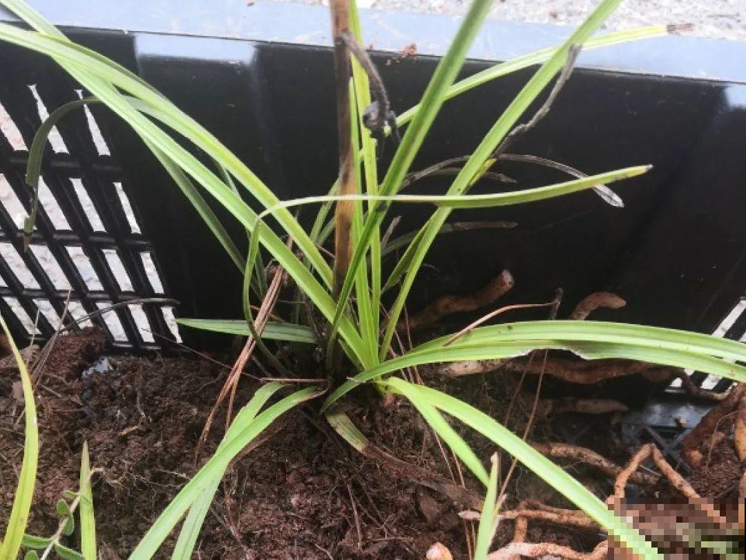 公认难养的花,养一盆死一盆,从来没有养活过! 公认难养的花,养一盆死一盆,从来没有养活过!