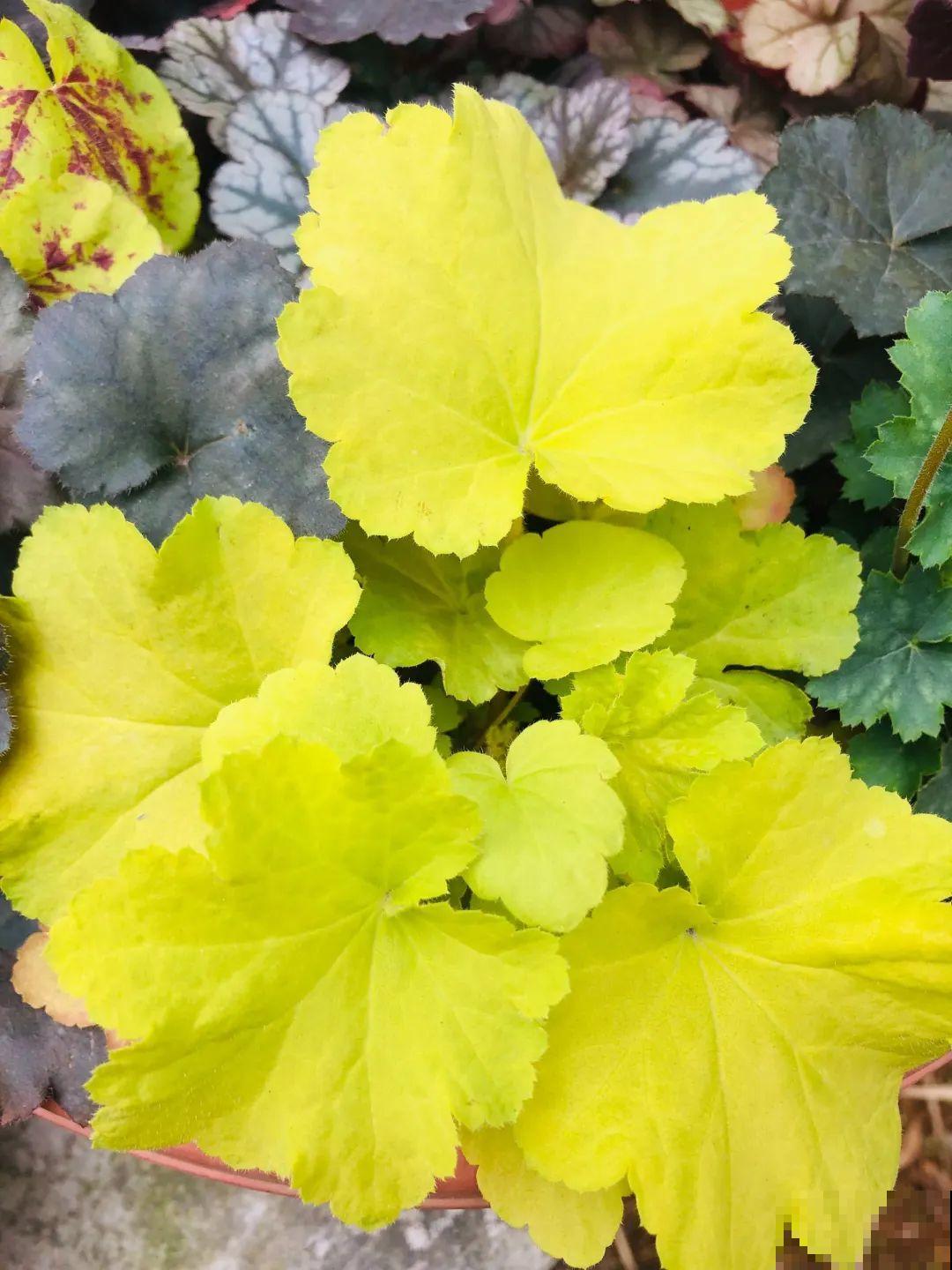 新买一盆花,叶子五颜六色,真怀疑它是不是喷药了? 新买一盆花,叶子五颜六色,真怀疑它是不是喷药了?