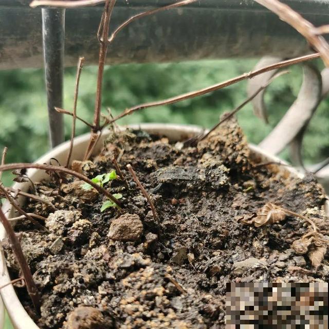 4种养花夺命水，秋天不要浇，一浇花就死！