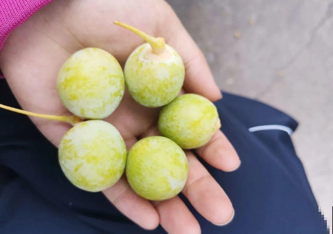 路边捡的果子有剧毒，看见了要躲开！