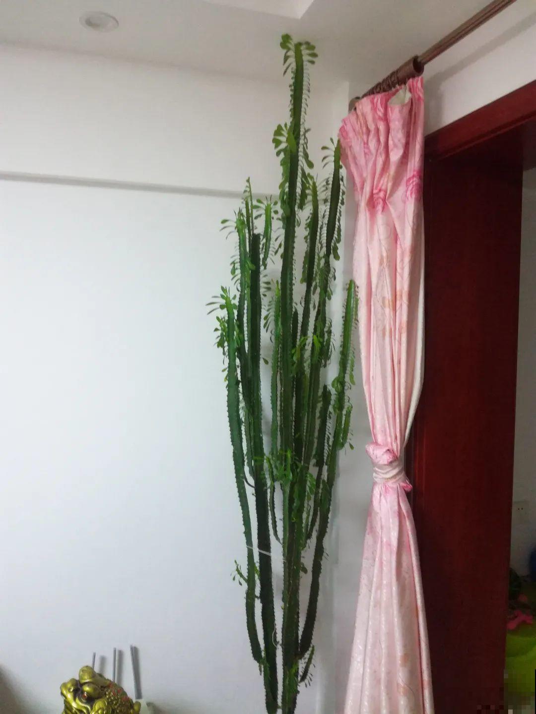 1米7的天竺葵，开花成瀑布，太震撼了