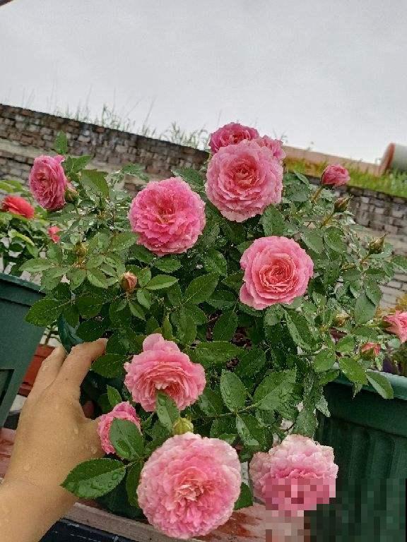 养花形成的8个习惯,听说超级准,你中了几条? 养花形成的8个习惯,听说超级准,你中了几条?