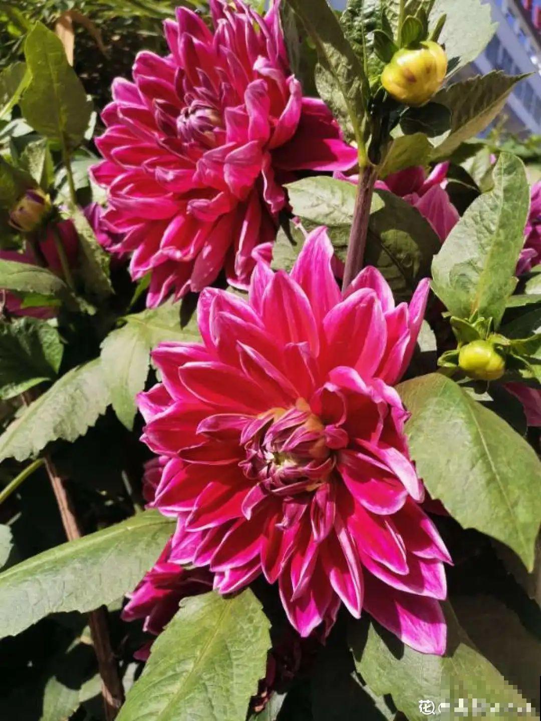 农村养出的“宝藏”花,精致可爱,一点也不土气! 农村养出的“宝藏”花,精致可爱,一点也不土气!