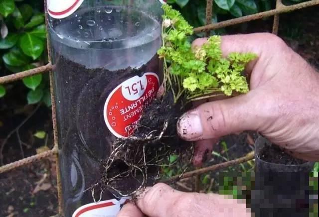 旧筷子、老干妈瓶，都是养花宝贝，做盆浇水都能用！