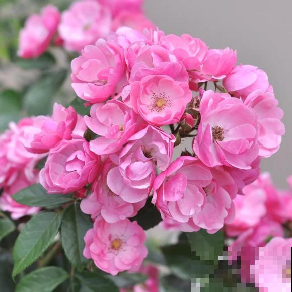 藤本月季，天使安吉拉，一年四季花开满墙！