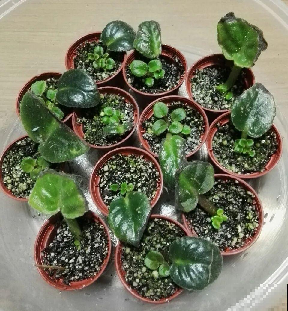 绿萝养腻了,换成非洲紫罗兰,1年有10个月花期! 绿萝养腻了,换成非洲紫罗兰,1年有10个月花期!