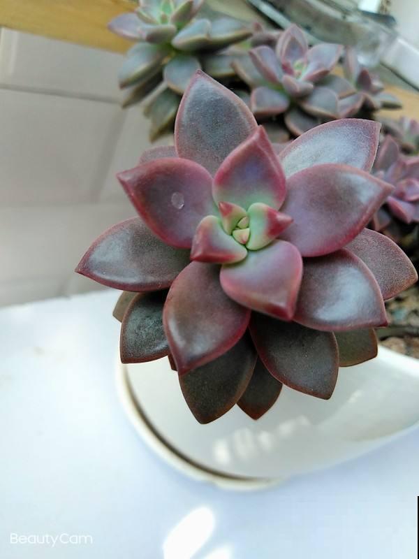 现在是多肉生长期，好养繁殖力强，入手超划算