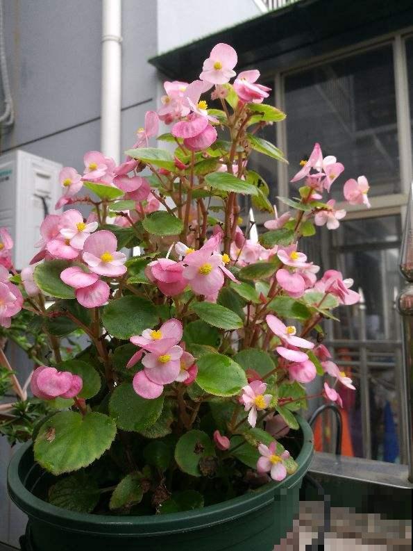 浇水别洒到叶子上，尤其是这6种，不然烂叶烂花芽